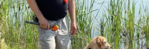 yellow lab on a walk