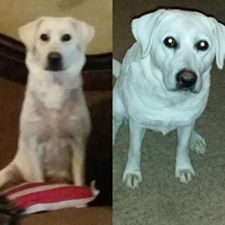lab puppy before and after eating Life's Abundance 
