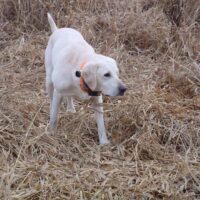 ivory lab pup in field