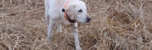 ivory lab pup in field