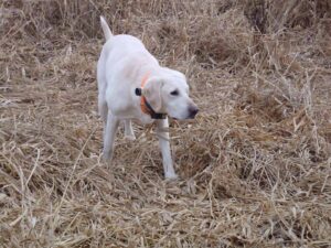 ivory lab pup in field