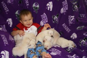 kid living his best life with lab pups