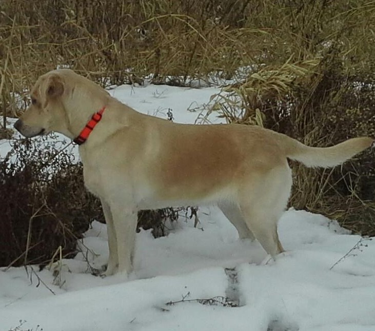 Pointing Yellow Lab Puppy with a Red Collar in the Snow