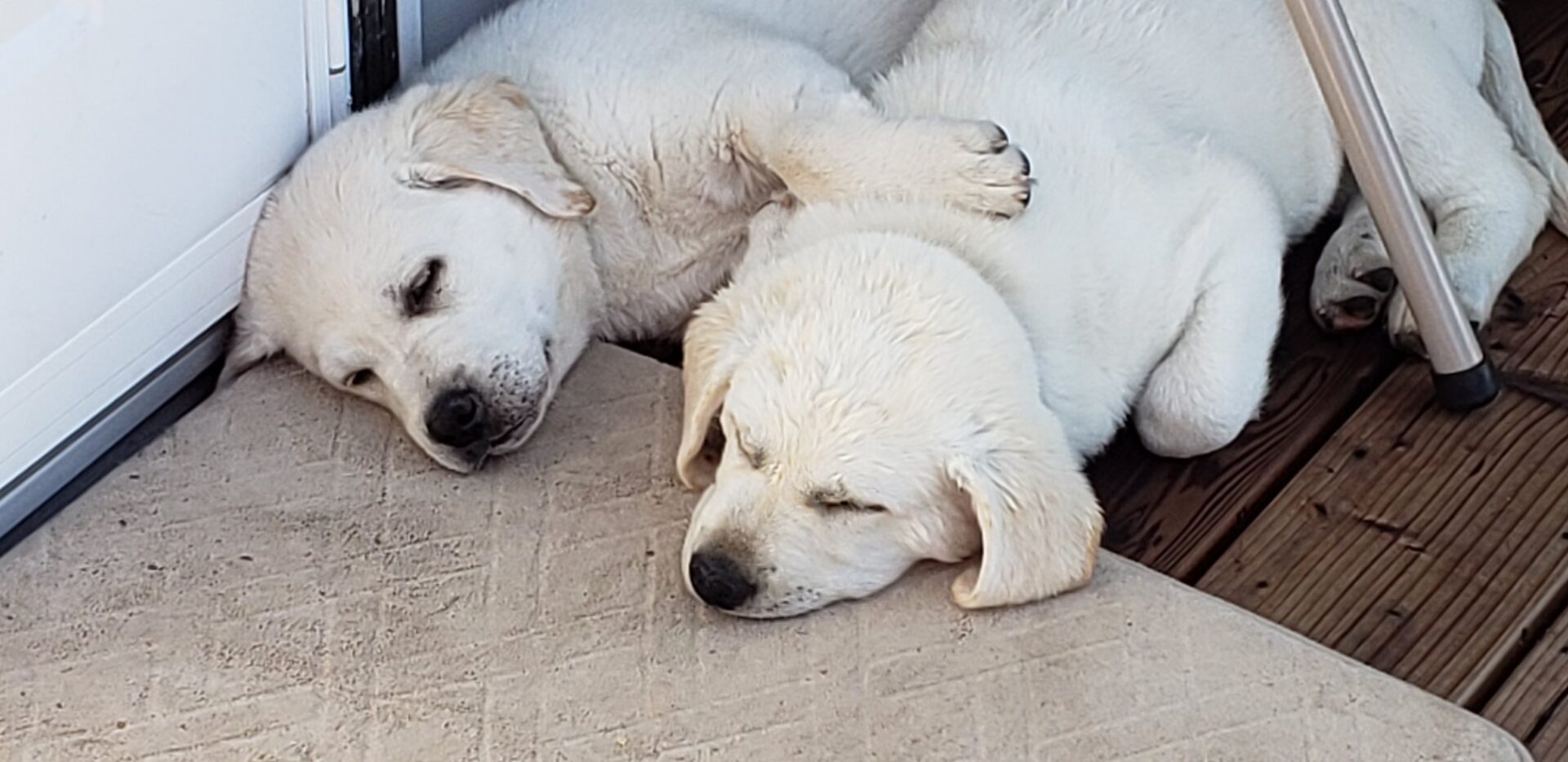 white lab pups cuddling