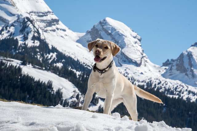 A yellow Labrador Retriever standing proudly in the snow on a winter walk in the mountains.  