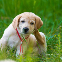 Puppy Labrador Retriever scratching fleas in the park