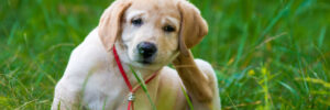 Puppy Labrador Retriever scratching fleas in the park