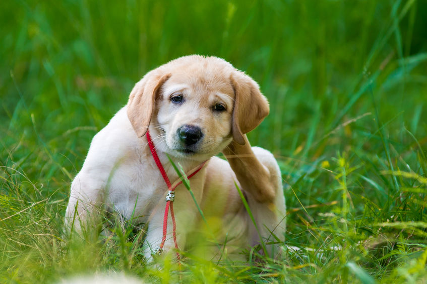 Puppy Labrador Retriever scratching fleas in the park