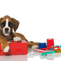 Boxer puppy with a canine first-aid kit