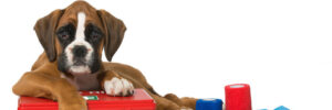 Boxer puppy with a canine first-aid kit
