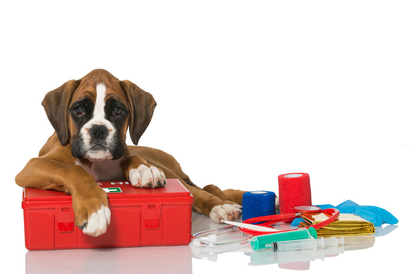 Boxer puppy with a canine first-aid kit