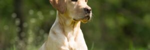 Labrador Retriever sitting in a field enjoying the spring weather