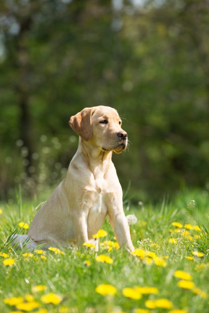Labrador Retriever sitting in a field enjoying the spring weather
