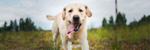 Portrait of golden labrador running forward in camera direction on a field in the summer park, looking at camera. Green grass and trees background