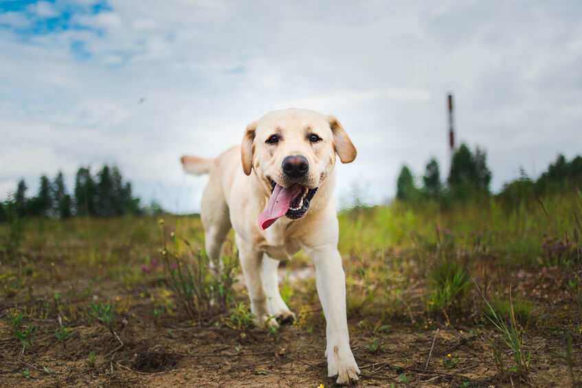 Portrait of golden labrador running forward in camera direction on a field in the summer park, looking at camera. Green grass and trees background