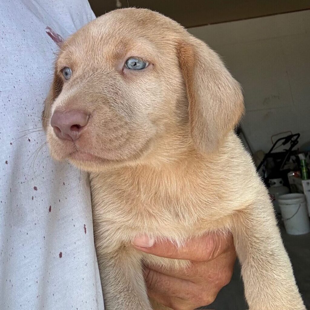 male lab puppy for sale