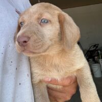 male lab puppy for sale