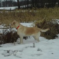 yellow labrador retriever