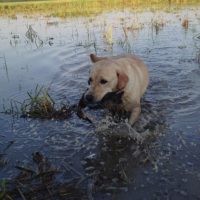 yellow lab in water