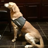yellow labrador for therapy