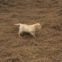 yellow lab in field