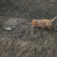 golden lab pup playing
