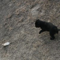 black lab pup playing