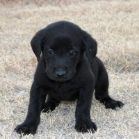 black lab pup sitting down