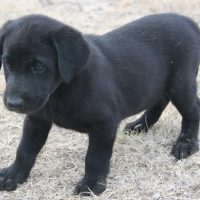 black lab pup