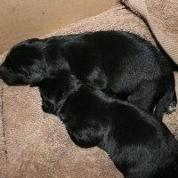two black lab pups