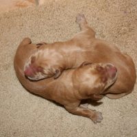 newly born yellow labs