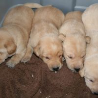 yellow lab pups