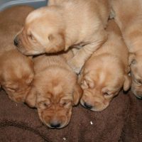 yellow lab puppies