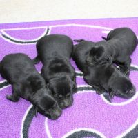 four black lab puppies