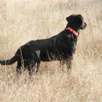 Black Lab Duke