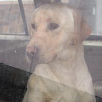 yellow lab Max