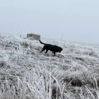 black labrador hunting dog