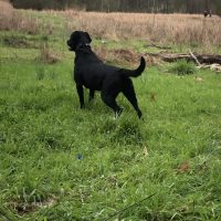 black labrador