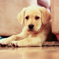 yellow lab chelsie