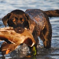 black lab in water with bird
