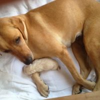 yellow lab puppies and mom
