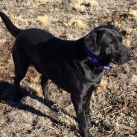 black lab adult