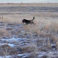 pointing black labrador