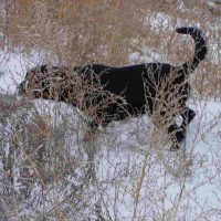 black lab in field