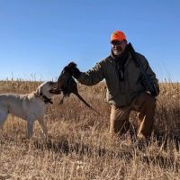 yellow lab on a hunt