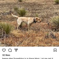 yellow lab insta