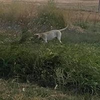 yellow lab in a field